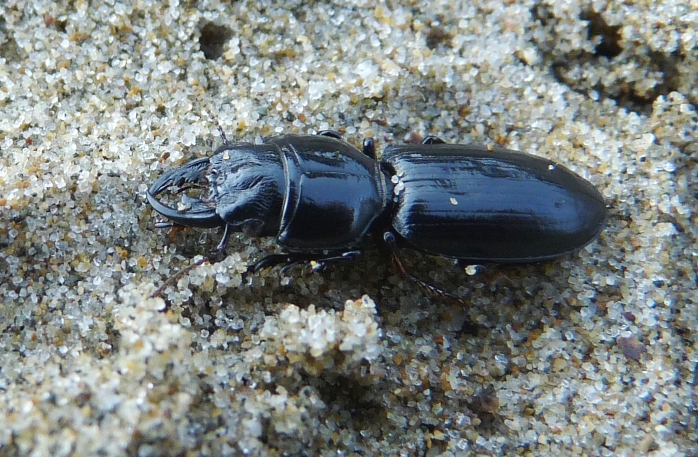 Scarites laevigatus